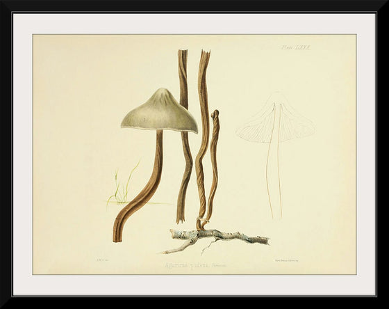 "Illustrations of British Mycology Plate 80 (1847-1855)", Anna Maria Hussey