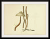 "Illustrations of British Mycology Plate 80 (1847-1855)", Anna Maria Hussey