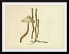 "Illustrations of British Mycology Plate 80 (1847-1855)", Anna Maria Hussey