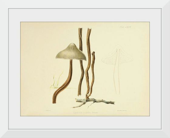 "Illustrations of British Mycology Plate 80 (1847-1855)", Anna Maria Hussey