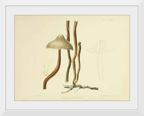 "Illustrations of British Mycology Plate 80 (1847-1855)", Anna Maria Hussey