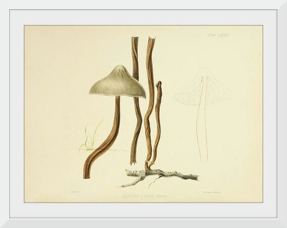 "Illustrations of British Mycology Plate 80 (1847-1855)", Anna Maria Hussey