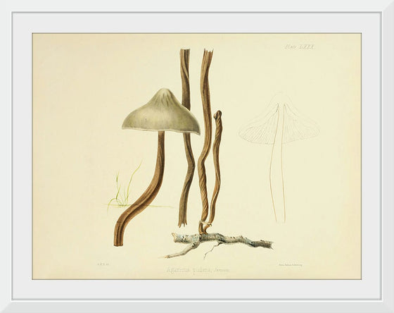 "Illustrations of British Mycology Plate 80 (1847-1855)", Anna Maria Hussey