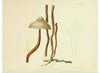 "Illustrations of British Mycology Plate 80 (1847-1855)", Anna Maria Hussey