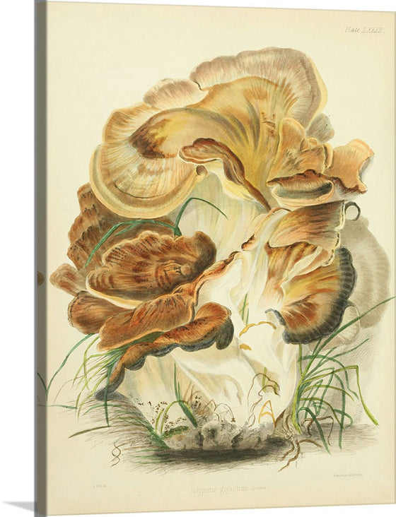 "Illustrations of British Mycology Plate 82 (1847-1855)", Anna Maria Hussey