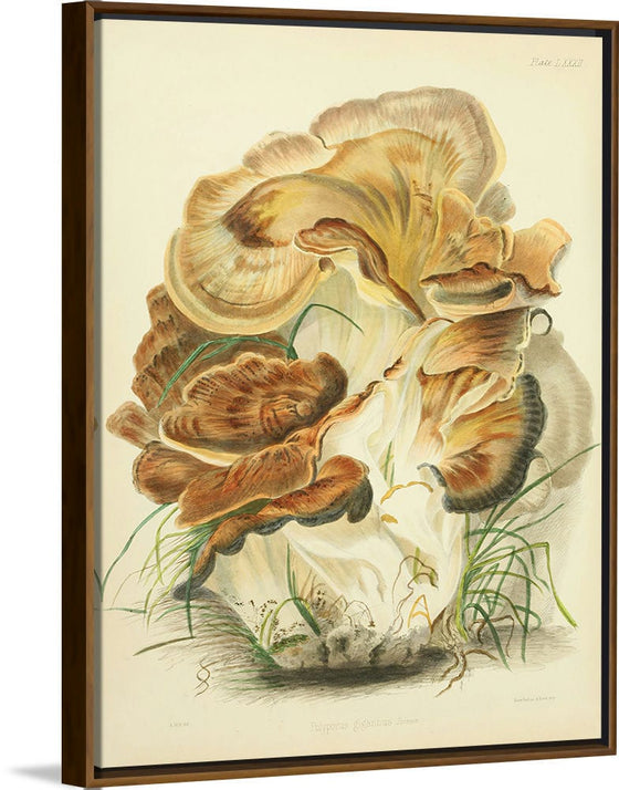 "Illustrations of British Mycology Plate 82 (1847-1855)", Anna Maria Hussey