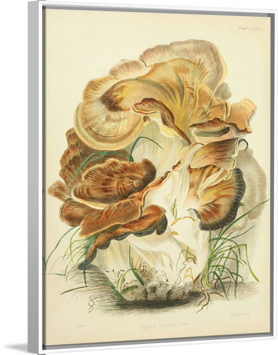 "Illustrations of British Mycology Plate 82 (1847-1855)", Anna Maria Hussey