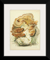 "Illustrations of British Mycology Plate 82 (1847-1855)", Anna Maria Hussey