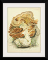 "Illustrations of British Mycology Plate 82 (1847-1855)", Anna Maria Hussey