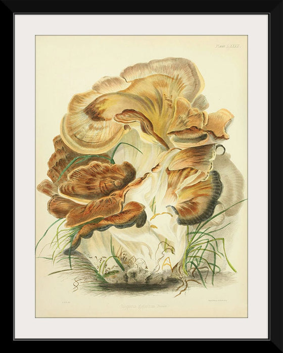 "Illustrations of British Mycology Plate 82 (1847-1855)", Anna Maria Hussey