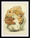 "Illustrations of British Mycology Plate 82 (1847-1855)", Anna Maria Hussey