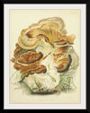 "Illustrations of British Mycology Plate 82 (1847-1855)", Anna Maria Hussey