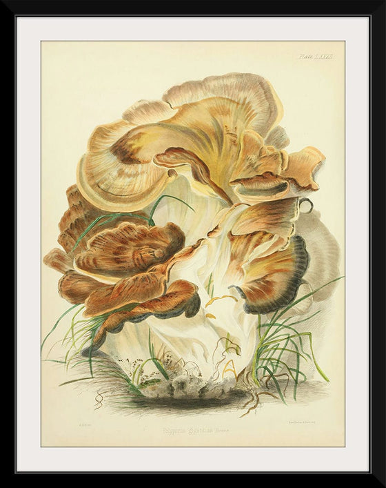 "Illustrations of British Mycology Plate 82 (1847-1855)", Anna Maria Hussey