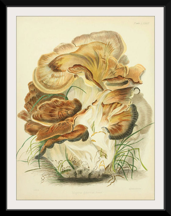 "Illustrations of British Mycology Plate 82 (1847-1855)", Anna Maria Hussey