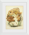 "Illustrations of British Mycology Plate 82 (1847-1855)", Anna Maria Hussey