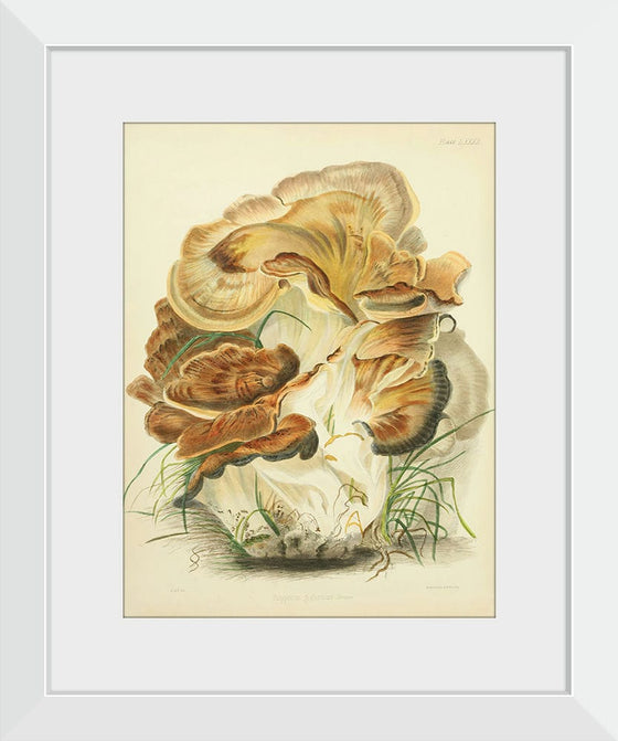 "Illustrations of British Mycology Plate 82 (1847-1855)", Anna Maria Hussey