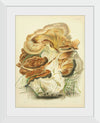 "Illustrations of British Mycology Plate 82 (1847-1855)", Anna Maria Hussey