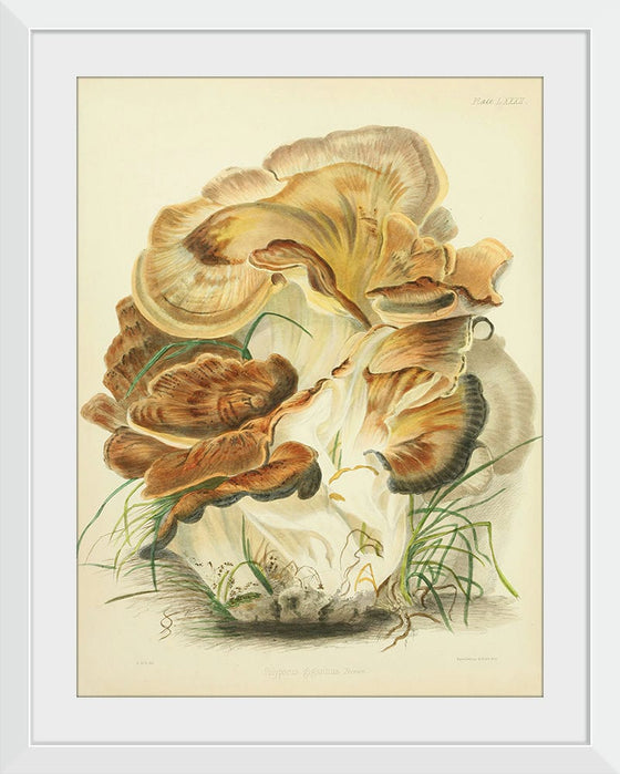 "Illustrations of British Mycology Plate 82 (1847-1855)", Anna Maria Hussey