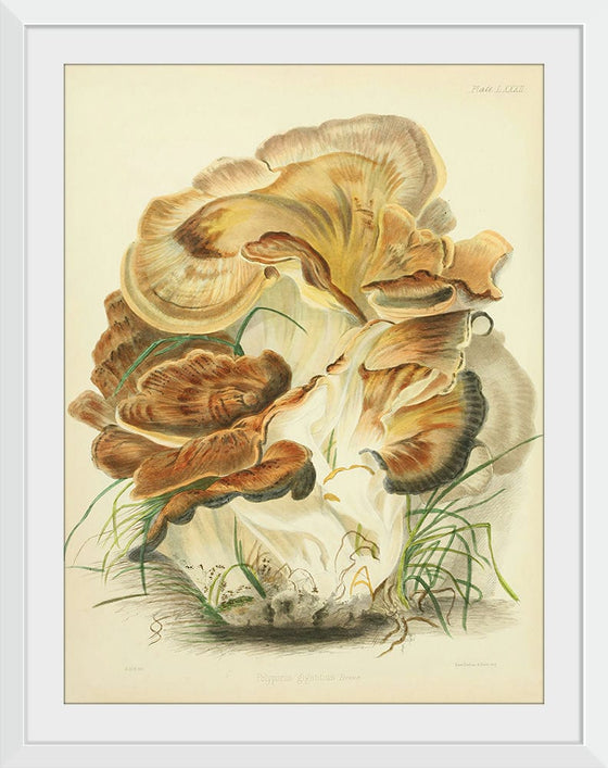 "Illustrations of British Mycology Plate 82 (1847-1855)", Anna Maria Hussey