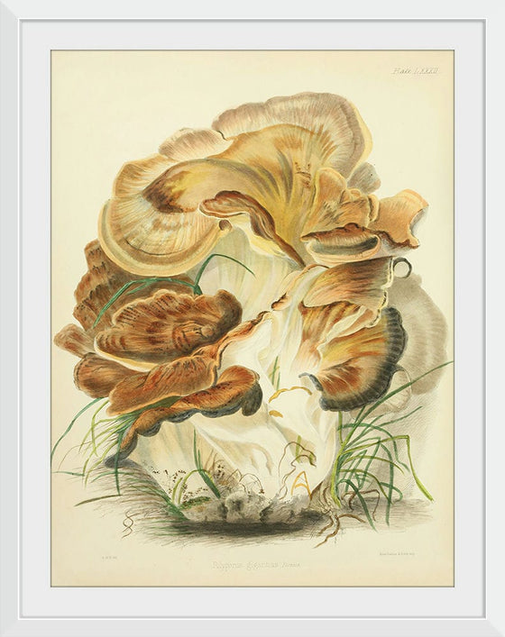 "Illustrations of British Mycology Plate 82 (1847-1855)", Anna Maria Hussey