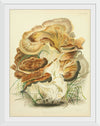 "Illustrations of British Mycology Plate 82 (1847-1855)", Anna Maria Hussey