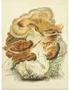 "Illustrations of British Mycology Plate 82 (1847-1855)", Anna Maria Hussey