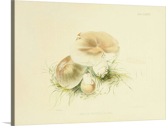 "Illustrations of British Mycology Plate 84 (1847-1855)", Anna Maria Hussey