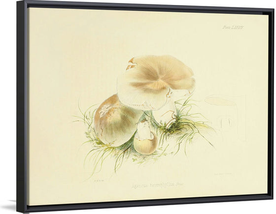 "Illustrations of British Mycology Plate 84 (1847-1855)", Anna Maria Hussey