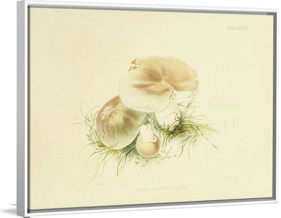 "Illustrations of British Mycology Plate 84 (1847-1855)", Anna Maria Hussey