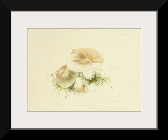 "Illustrations of British Mycology Plate 84 (1847-1855)", Anna Maria Hussey