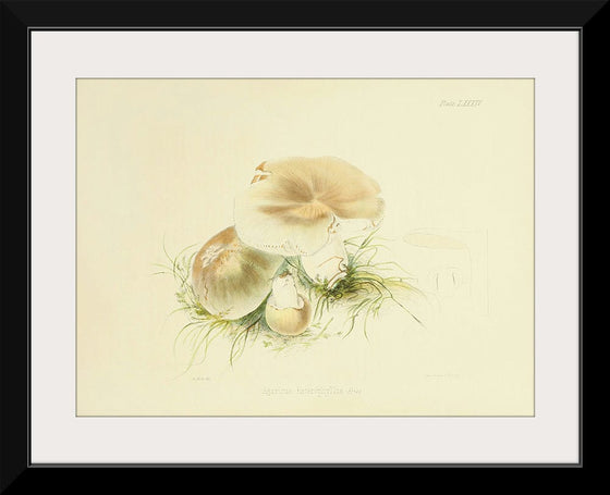 "Illustrations of British Mycology Plate 84 (1847-1855)", Anna Maria Hussey