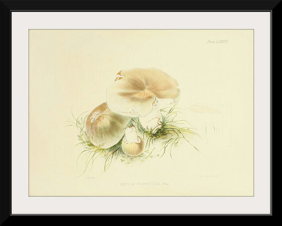 "Illustrations of British Mycology Plate 84 (1847-1855)", Anna Maria Hussey