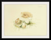 "Illustrations of British Mycology Plate 84 (1847-1855)", Anna Maria Hussey