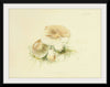 "Illustrations of British Mycology Plate 84 (1847-1855)", Anna Maria Hussey