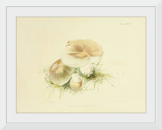 "Illustrations of British Mycology Plate 84 (1847-1855)", Anna Maria Hussey