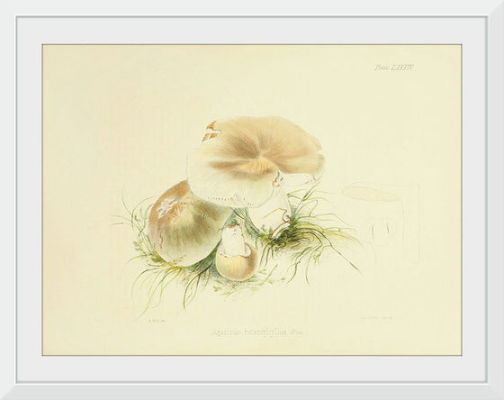 "Illustrations of British Mycology Plate 84 (1847-1855)", Anna Maria Hussey