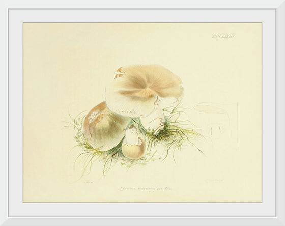 "Illustrations of British Mycology Plate 84 (1847-1855)", Anna Maria Hussey