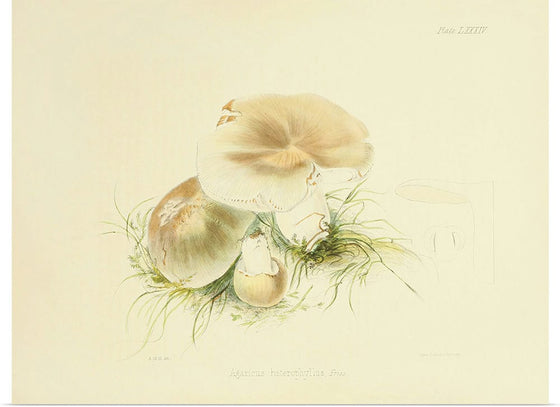 "Illustrations of British Mycology Plate 84 (1847-1855)", Anna Maria Hussey