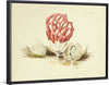 "Illustrations of British Mycology Plate 86 (1847-1855)", Anna Maria Hussey