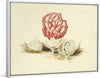 "Illustrations of British Mycology Plate 86 (1847-1855)", Anna Maria Hussey