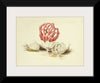 "Illustrations of British Mycology Plate 86 (1847-1855)", Anna Maria Hussey