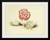 "Illustrations of British Mycology Plate 86 (1847-1855)", Anna Maria Hussey