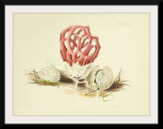 "Illustrations of British Mycology Plate 86 (1847-1855)", Anna Maria Hussey