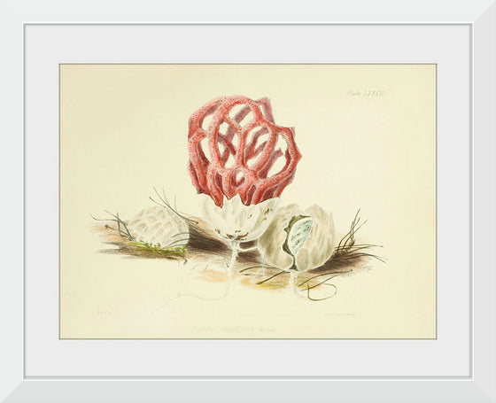 "Illustrations of British Mycology Plate 86 (1847-1855)", Anna Maria Hussey