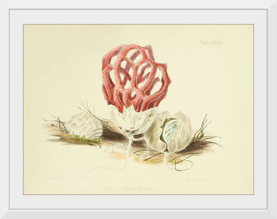 "Illustrations of British Mycology Plate 86 (1847-1855)", Anna Maria Hussey