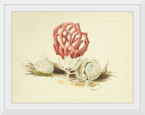 "Illustrations of British Mycology Plate 86 (1847-1855)", Anna Maria Hussey