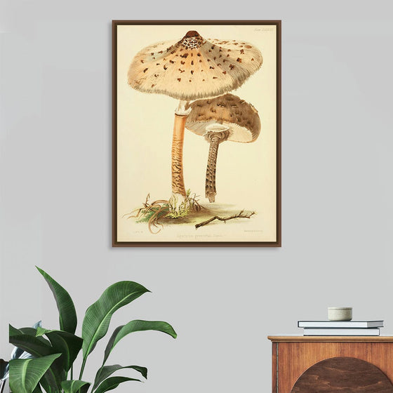 "Illustrations of British Mycology Plate 88 (1847-1855)", Anna Maria Hussey