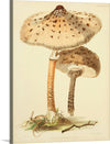 "Illustrations of British Mycology Plate 88 (1847-1855)", Anna Maria Hussey