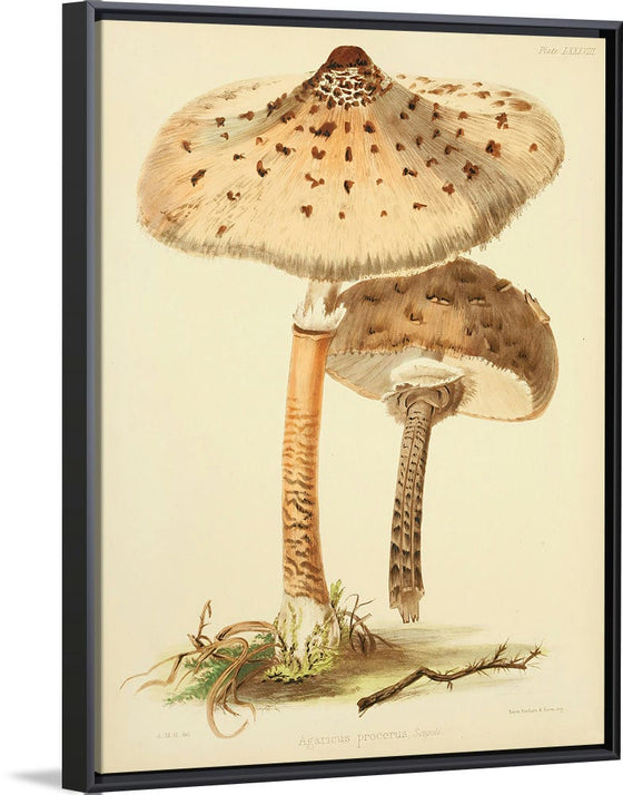 "Illustrations of British Mycology Plate 88 (1847-1855)", Anna Maria Hussey