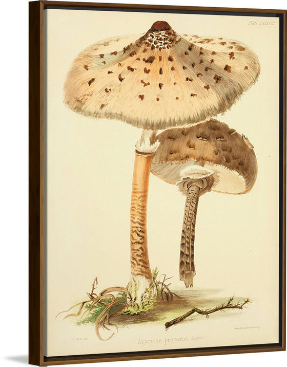 "Illustrations of British Mycology Plate 88 (1847-1855)", Anna Maria Hussey